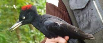 Common redstart bird: description with photos, interesting facts, video, listen to redstart singing