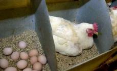 Vzreja kokoši - nasveti za začetnike Vzreja kokoši nesnic