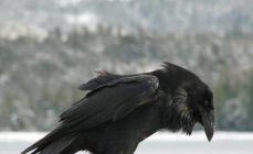 Il corvo e il corvo sono lo stesso uccello?