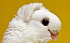 Čo kŕmiť holuby: zakázané potraviny