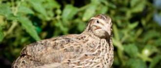Description of the best quail breeds