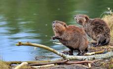 Beaver: how does a rodent live in nature?