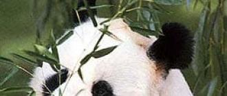 Kur šiais laikais galima rasti pandų?