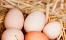 ¿Qué hacer si las gallinas dejan de poner huevos?