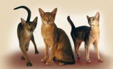 Todas as raças de gatos domésticos e gatos machos com fotografias e nomes: foto, descrição do personagem