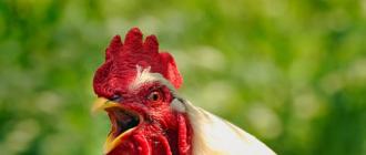 É necessário um galo para as galinhas botarem ovos? Uma galinha se torna um galo?