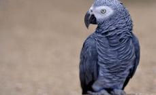 O que um papagaio cinza pode fazer?  O que e como alimentar os Grays.  Sobre beber água