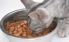 Kiek kartų per dieną šerti katę: mitybos taisyklės Kokiu naminiu maistu šerti katę