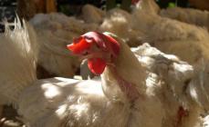 Pollos Shaver: calidad y belleza en una sola raza.