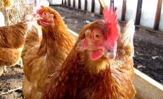 Come e con cosa trattare la diarrea nei polli a casa