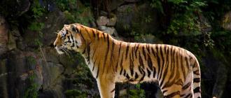 The tiger is a solitary hunter.  Types of tigers.  Tigers (lat. Panthera tigris) Tiger and its description