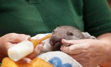 Where does the mainland wombat live?
