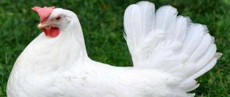 Kyllingeraser for kjøtt- og eggproduksjon: gjennomgang med bilder og egenskaper Eggraser av kyllinger inkluderer