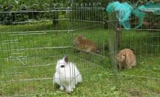 Também existem recintos para coelhos!