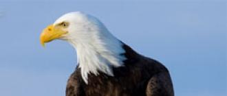 Aquila calva: foto e descrizione, habitat, alimentazione e riproduzione