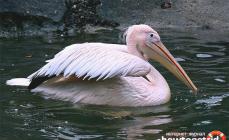 Hvor bor pelikanen og hva spiser den?