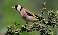 Description, features, lifestyle and habitat of the goldfinch
