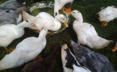 Mulard ducks: rules for breeding at home