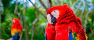 Caracteristicile generale ale papagalii Macaw Papagalul Macaw și cum să