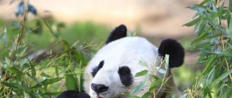 Panda veľká (Ailuropoda melanoleuca) Panda veľká (angl