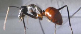 Amazon Tocandirs: las hormigas más grandes del mundo La especie de hormigas más grande