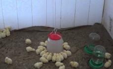 Qual a melhor forma de alimentar galinhas adultas?