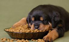 Como alimentar um Rottweiler corretamente: escolhendo alimentos e dieta básica