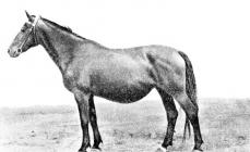 Raças: Húngaro mestiço Cavalo húngaro do tipo Kishber