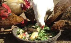 Mineraallisandid kanasöödas: mida anda ja kuidas