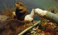Common beaver Brief information about beavers