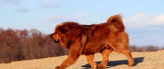 Characteristics of the Tibetan Mastiff breed Character and characteristics of the dog breed Mastitis