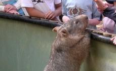 ﻿ Foto de Wombat, estilo de vida, qué come, reproducción.