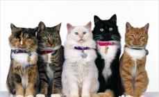 Variedade de raças de gatos e gatos