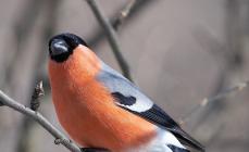 Bullfinch: fotografija i opis