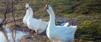Las mejores razas de gansos para un agricultor: clasificación y ventajas Razas avícolas de gansos