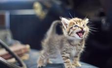 Katter og konstant mjauing - hvorfor mjauer katter?