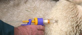 Neinfekcinės ir užkrečiamos ožkų ir ožkų ligos, simptomai ir gydymas