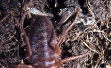 Beskrivelse og bilde av falanksedderkoppen (kameledderkopp, salpuga) Phalanx edderkopp