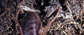 Opis in fotografija falangnega pajka (kamelji pajek, salpuga) Phalang spider