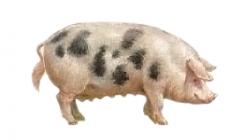 Kjøttraser av griser: trekk ved dyrking