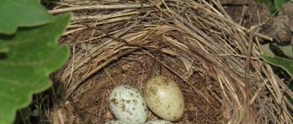 Zakaj kukavice odlagajo jajca v gnezda drugih ptic?