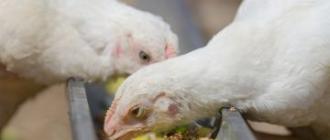 Lær hvordan du lager bunkermatere for kyllinger med egne hender