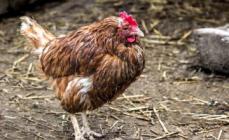 Dropsy in broilers (symptoms and treatment)