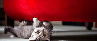 ¿Qué hacer si un gato rompe el papel tapiz?