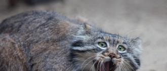 The most ancient predator is the manul cat