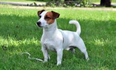 Problemi comportamentali di base dei morsi del cucciolo di Jack Russell Terrier Jack Russell