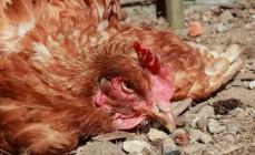 Chicken diseases: a detailed list of chicken diseases