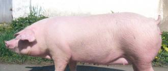 Criação de porcos em casa: dicas para criadores de porcos iniciantes