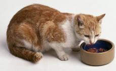 Naturlig fôr for katter Hva du skal mate huskatter i tillegg til mat