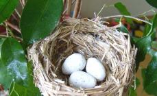Defensa del proyecto: Tipos de nidos de pájaros Fabricación de nidos para patos